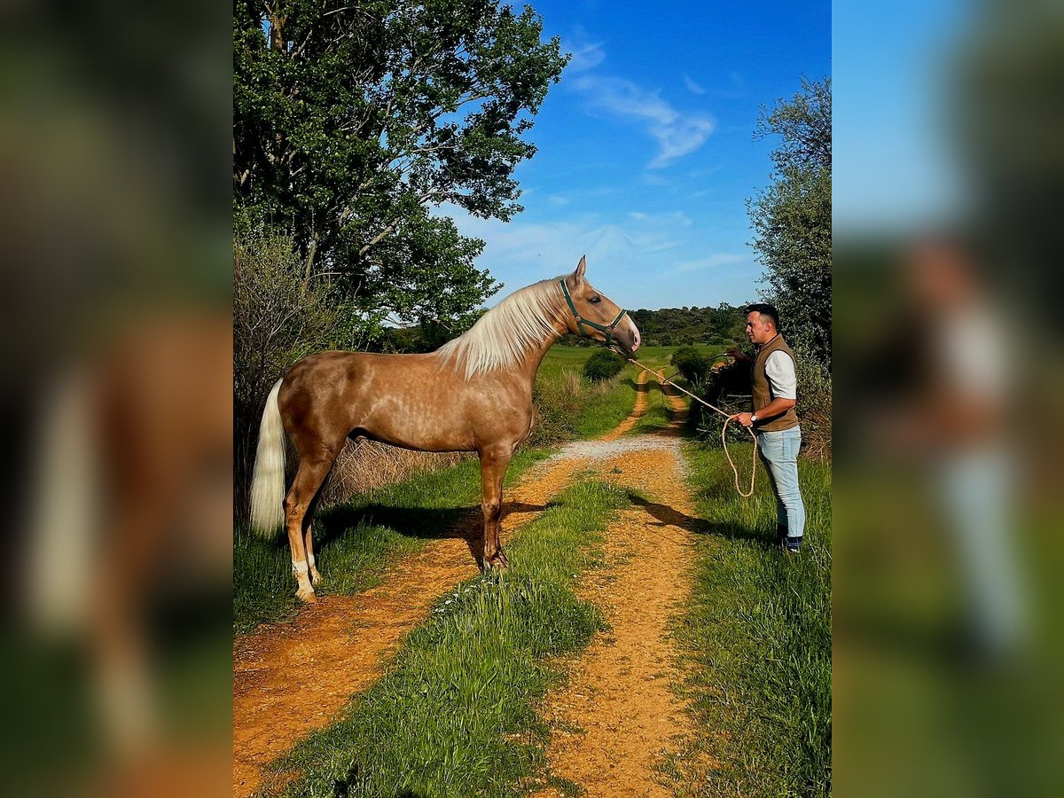Lusitano Stallion 2 years 15,2 hh Pearl in Avila