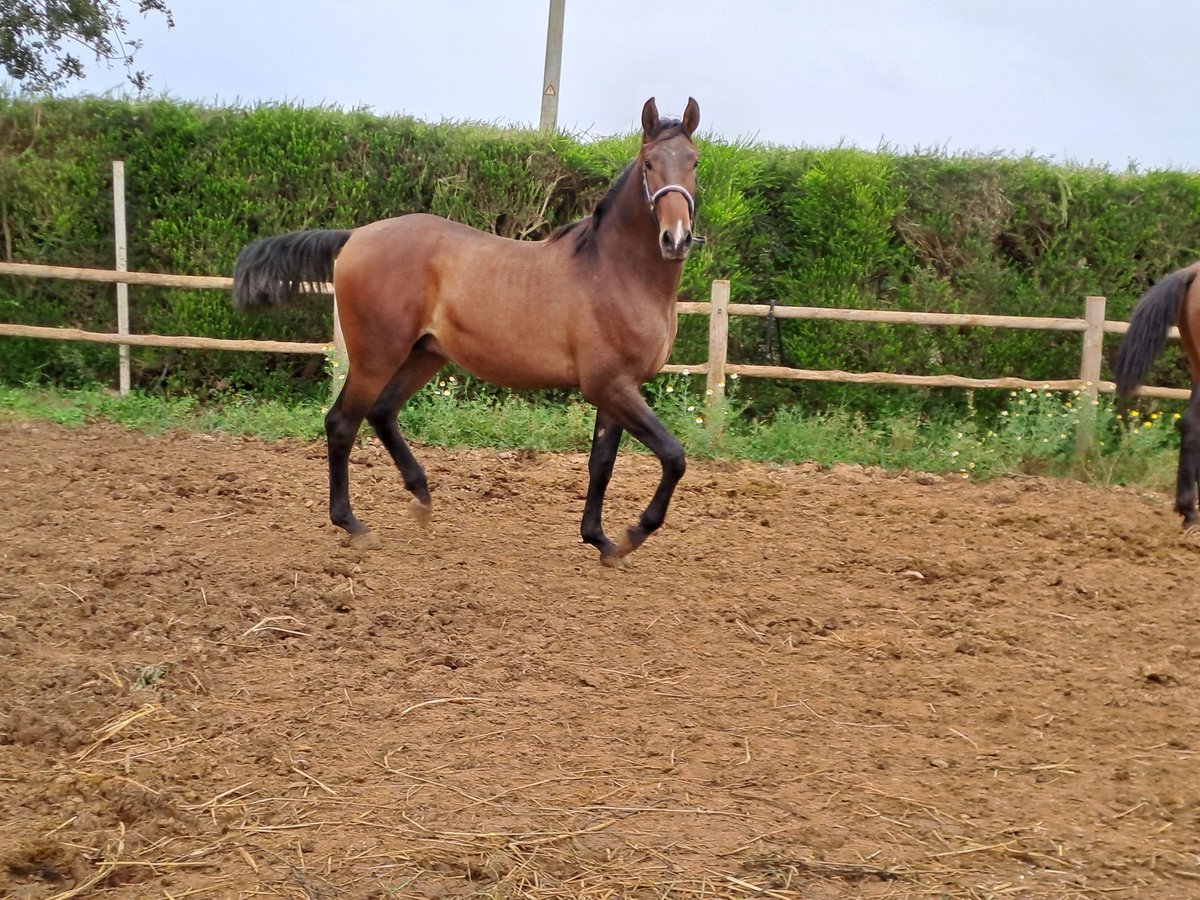 Lusitano Stallion 2 years 15,3 hh Chestnut-Red in Pera