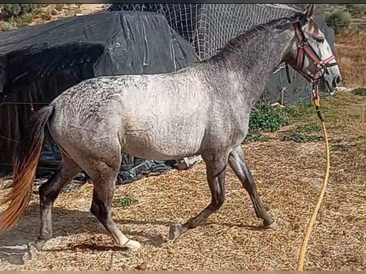 Lusitano Stallion 2 years 15,3 hh Grey in Las Pi&#xF1;as