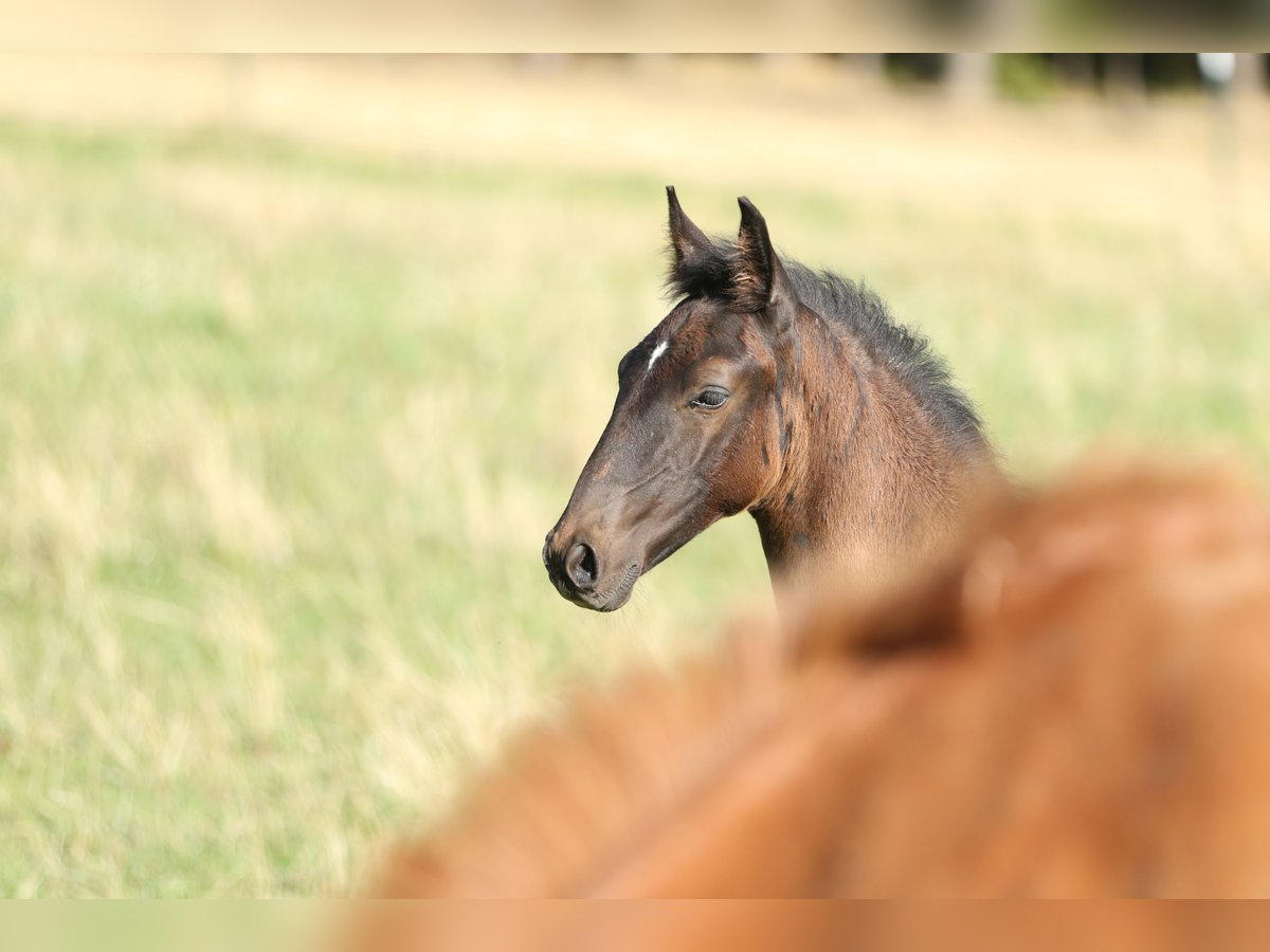 Lusitano Stallion 2 years 16 hh Smoky-Black in Bogen