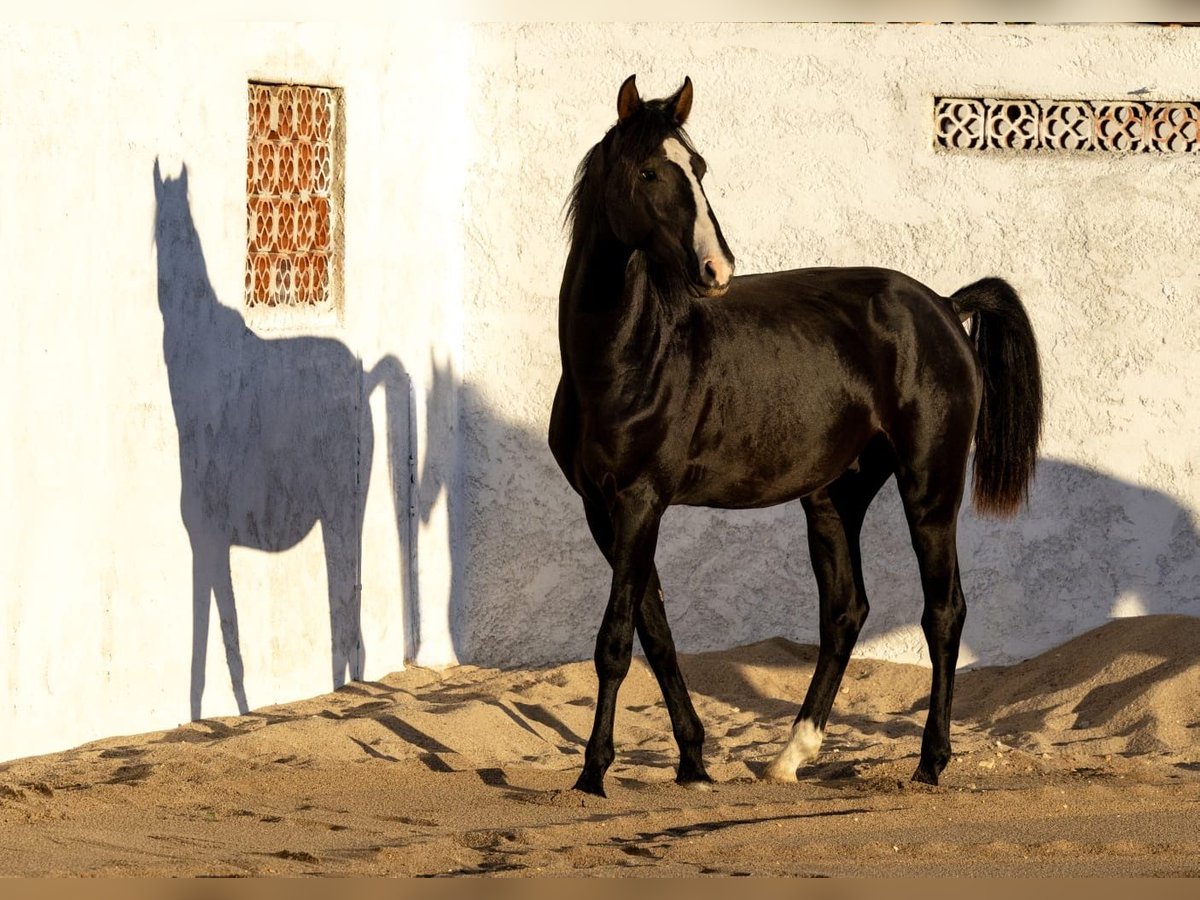 Lusitano Mix Stallion 2 years 16,2 hh Black in Rio Maior