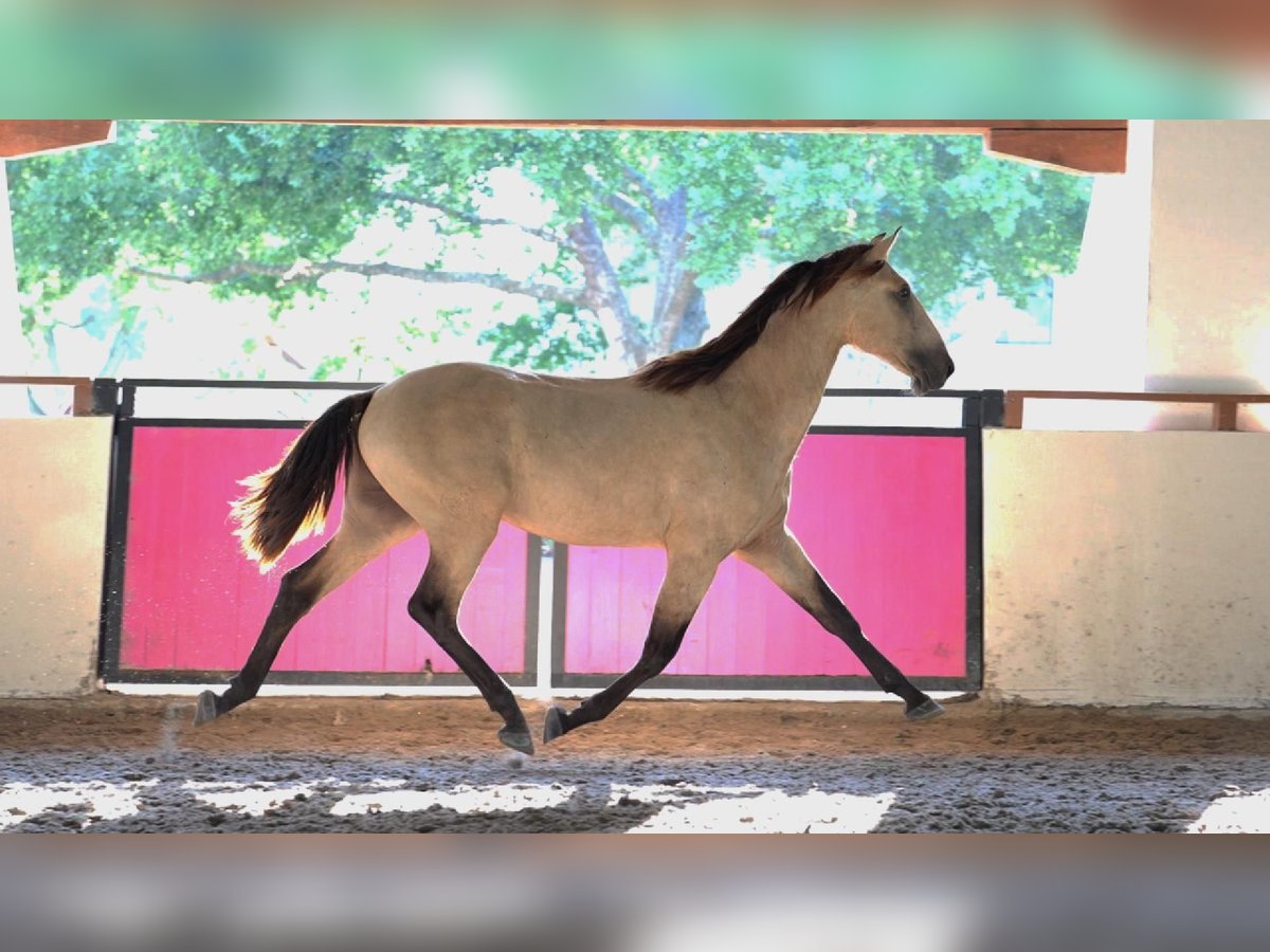 Lusitano, Stallion in Magnolia