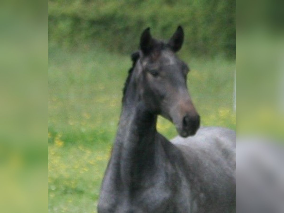 Lusitano Stallion 2 years Gray in Saligny sur Roudon