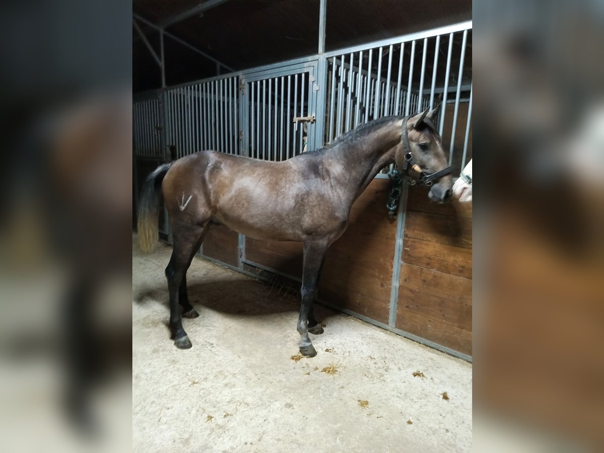 Lusitano Stallion 2 years Grey in Tarifa Lusitano Stallion 2 years Grey in Tarifa