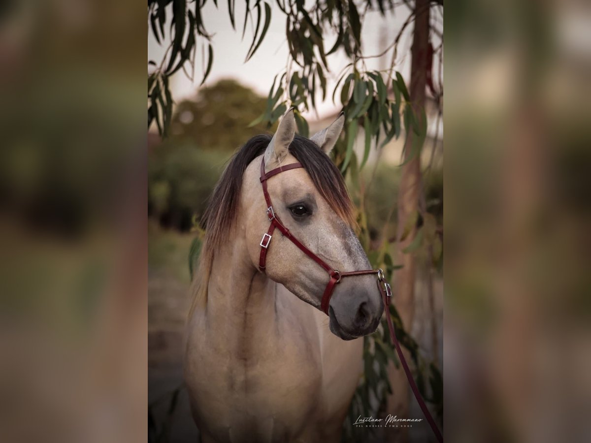 Lusitano Stallion 3 years 14,3 hh Brown Falb mold in Rio Maior