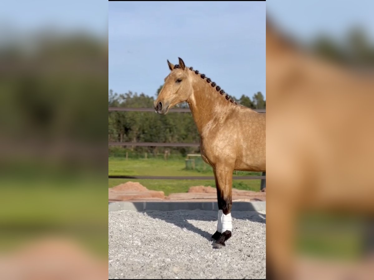 Lusitano Stallion 3 years 15,2 hh Buckskin in Cartaxo