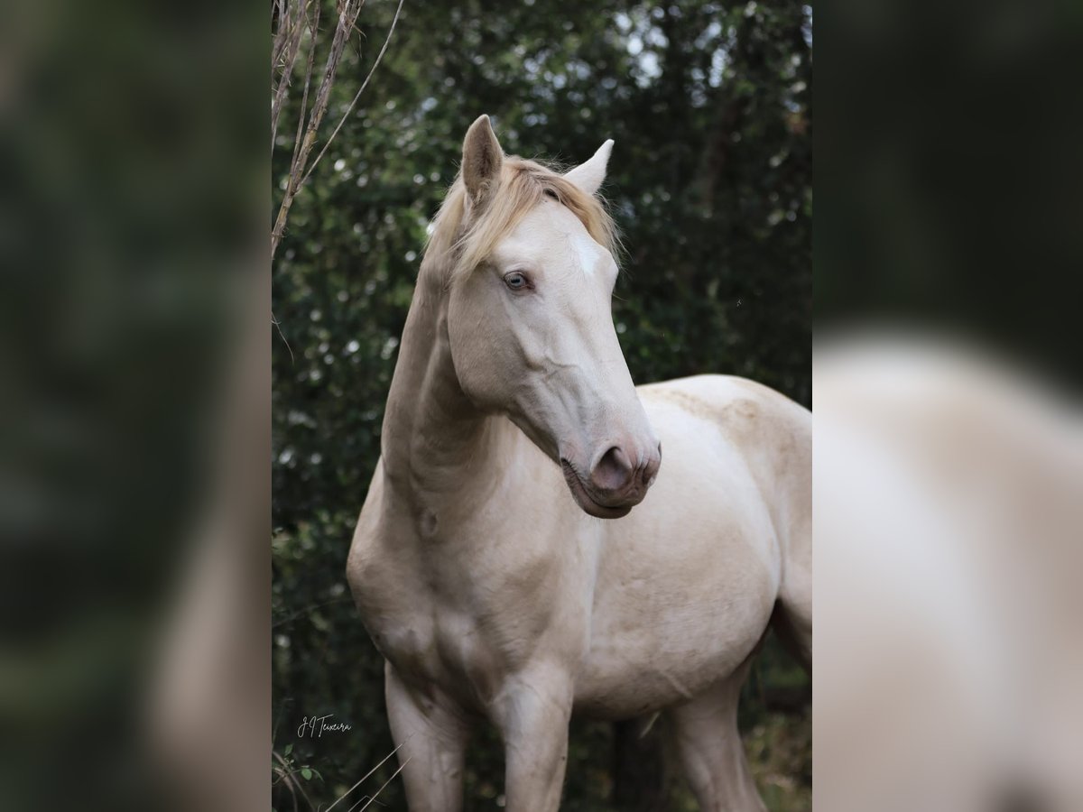 Lusitano Stallion 3 years 15,2 hh Perlino in Rio Maior