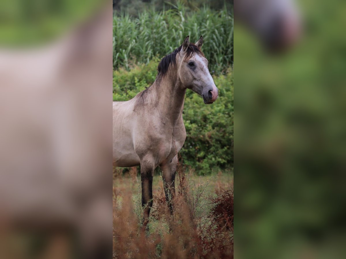 Lusitano Stallion 3 years 15,3 hh Brown Falb mold in Rio Maior