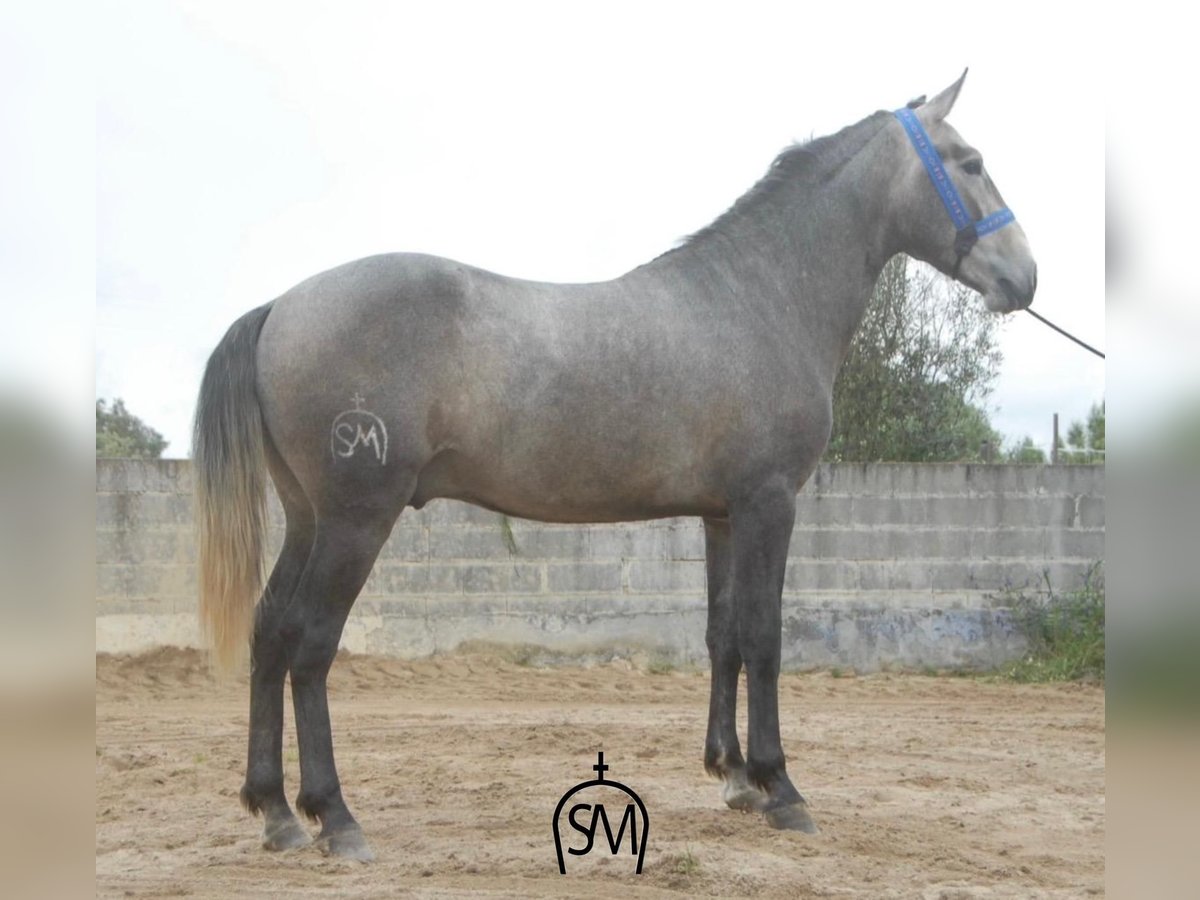 Lusitano Stallion 3 years 15,3 hh Gray in Alagoa