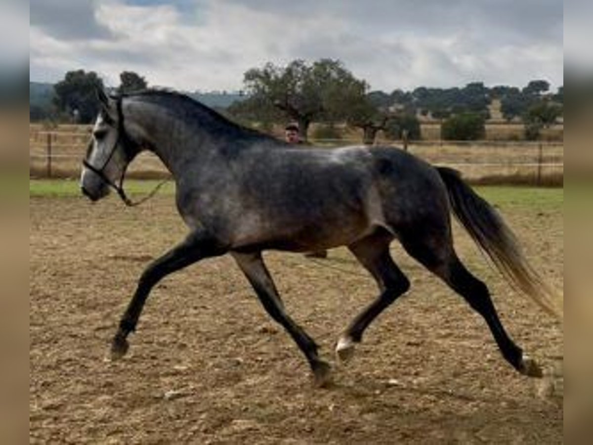 Lusitano Mix Stallion 3 years 15,1 hh Grey in Sevilla