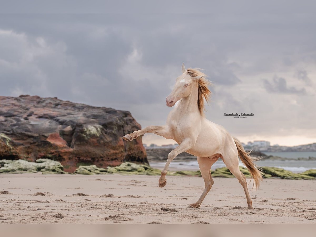 Lusitano Stallion 3 years 15,2 hh Perlino in Rio Maior