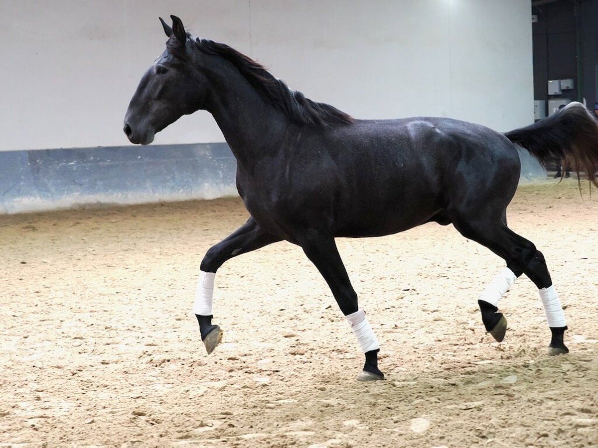 Lusitano Stallion 3 years 16,2 hh Gray in Navas Del Madro&#xF1;o