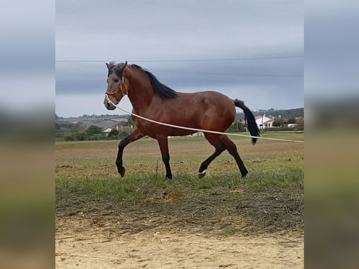 Lusitano Stallion 3 years 16 hh Brown in Cartaxo