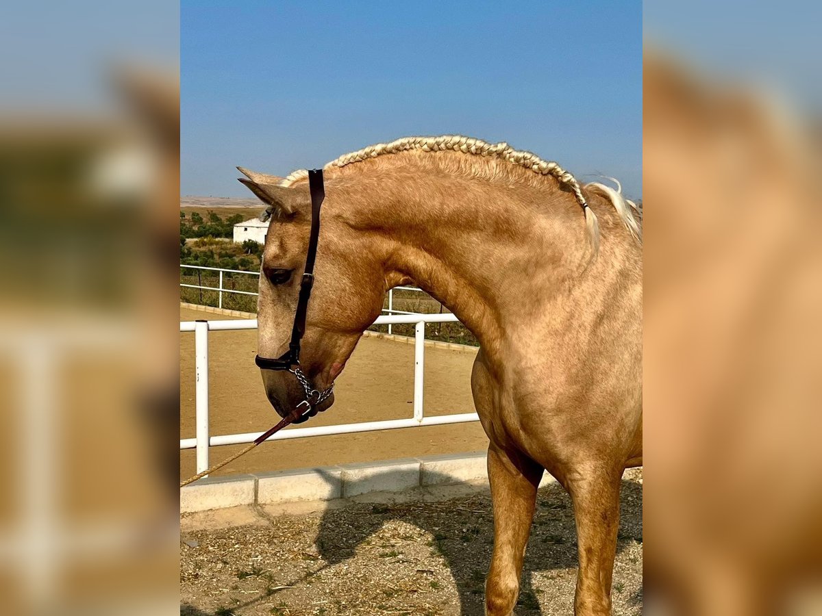 Lusitano Stallion 3 years 16 hh Palomino in Badajoz