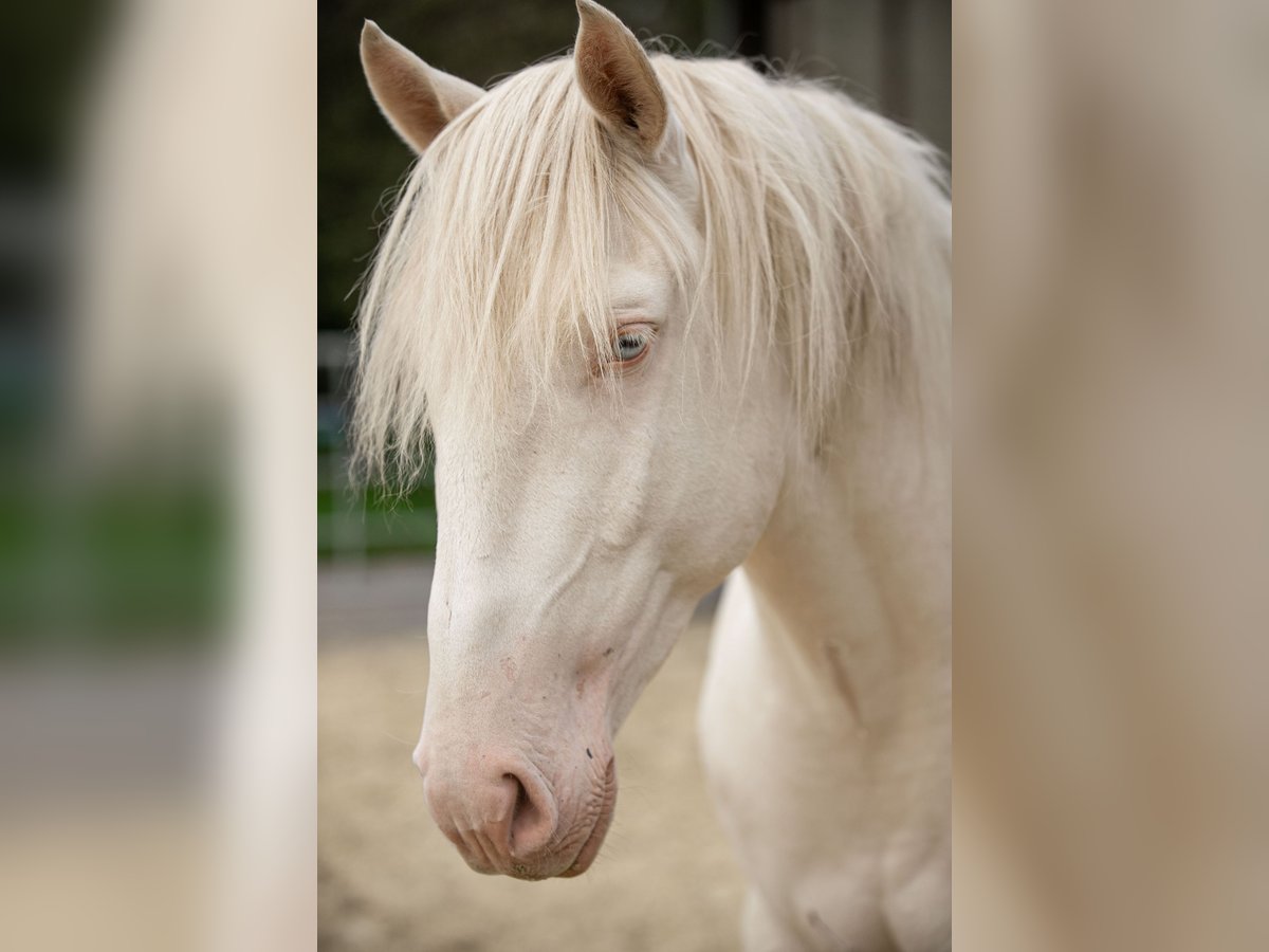 Lusitano Stallion 3 years 16 hh Perlino in Neukirchen-Vluyn