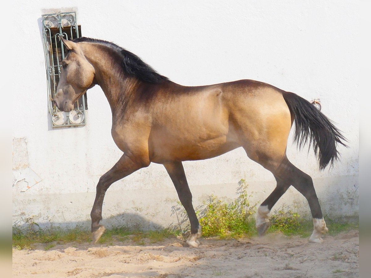 Lusitano Stallion 3 years 17 hh Dun in Goleg&#xE3;
