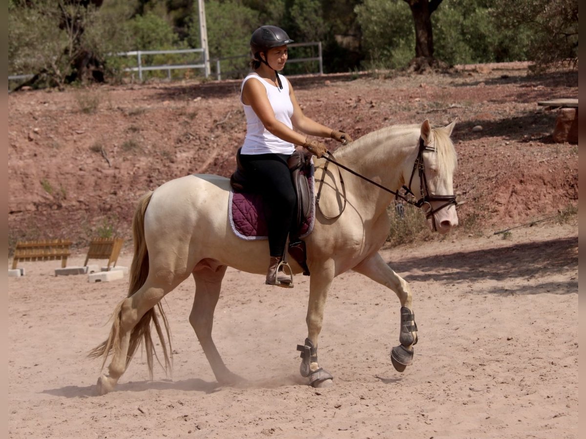 Lusitano Mix Stallion 4 years 15,1 hh Cremello in Valencia