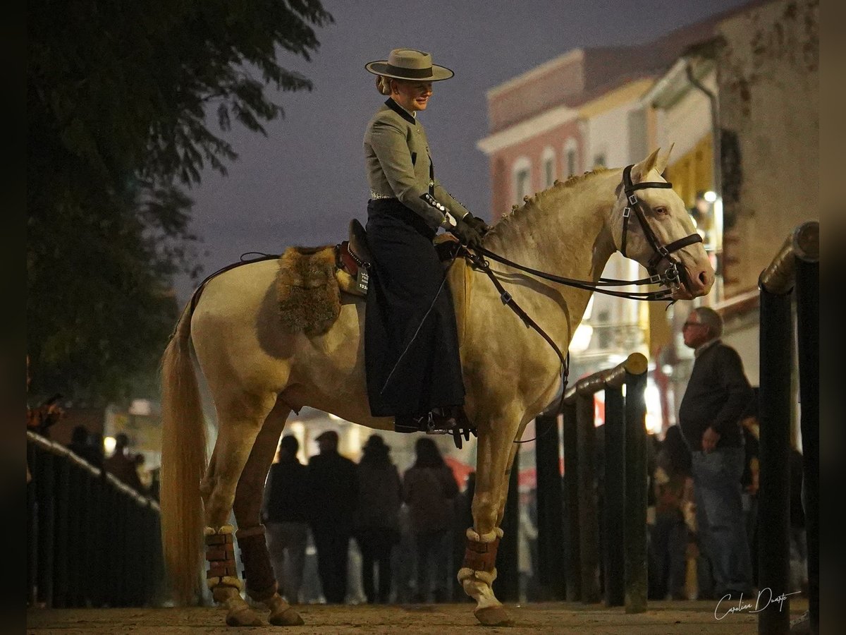 Lusitano Stallion 4 years 15,1 hh Cremello in Rio Maior