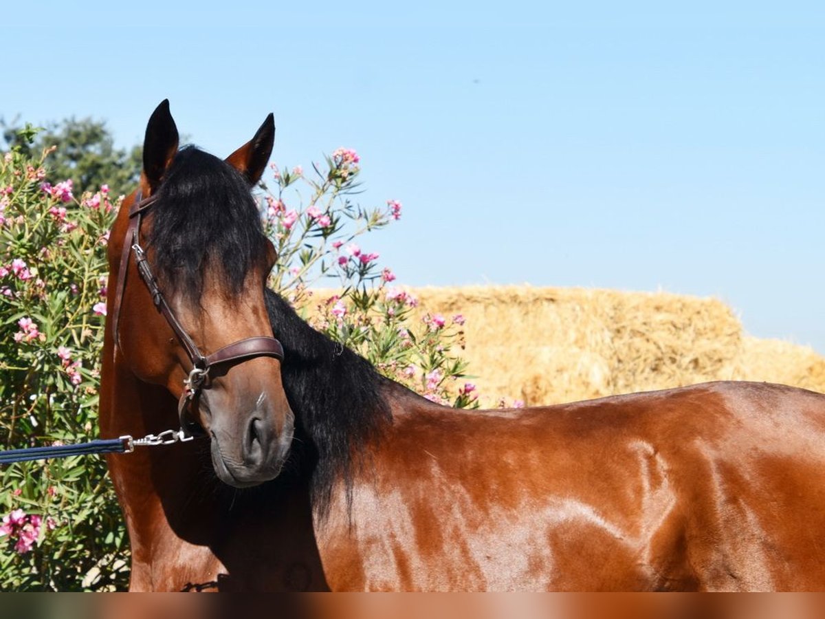 Lusitano Stallion 4 years 15,2 hh Brown in Miralvalles