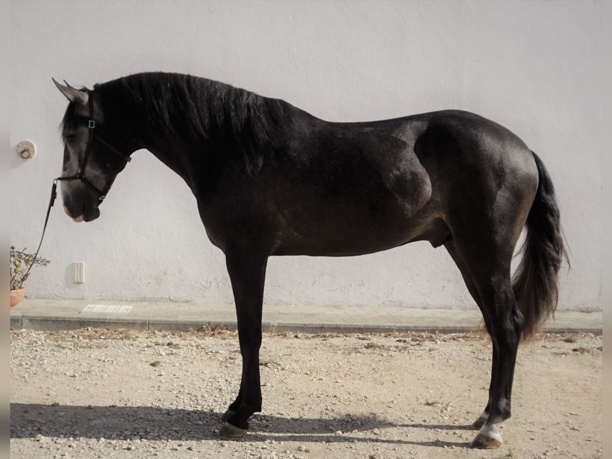 Lusitano Stallion 4 years 15,2 hh Gray-Dark-Tan in Ribamar