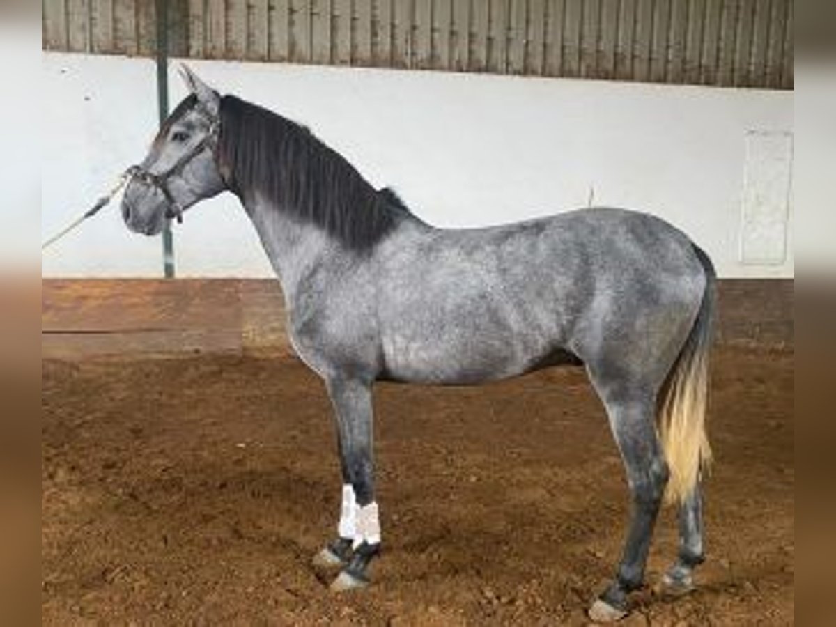 Lusitano Mix Stallion 4 years 15,2 hh Gray in Lisboa, Portugal