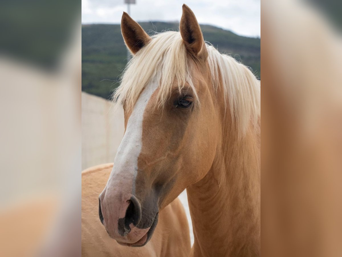 Lusitano Stallion 4 years 15,2 hh Palomino in Cidade de torres