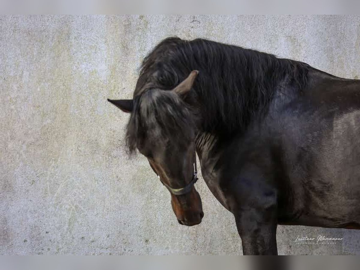 Lusitano Stallion 4 years 15,2 hh Smoky-Black in Rio Maior