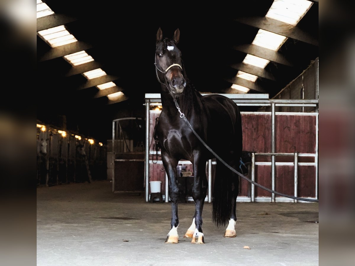 Lusitano Mix Stallion 4 years 15,3 hh Bay-Dark in Heuvelland