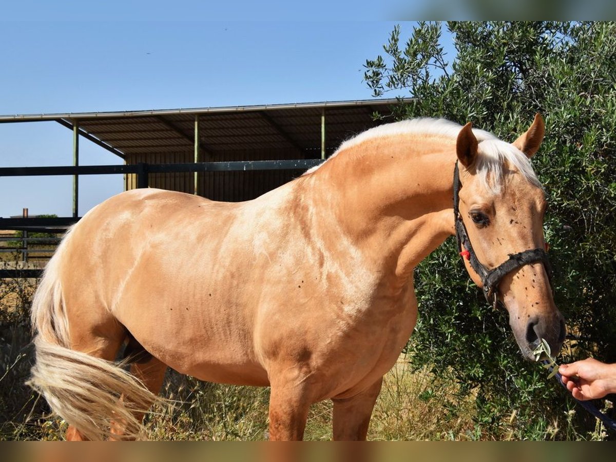 Lusitano Stallion 4 years 15,3 hh Palomino in Provinz Malaga