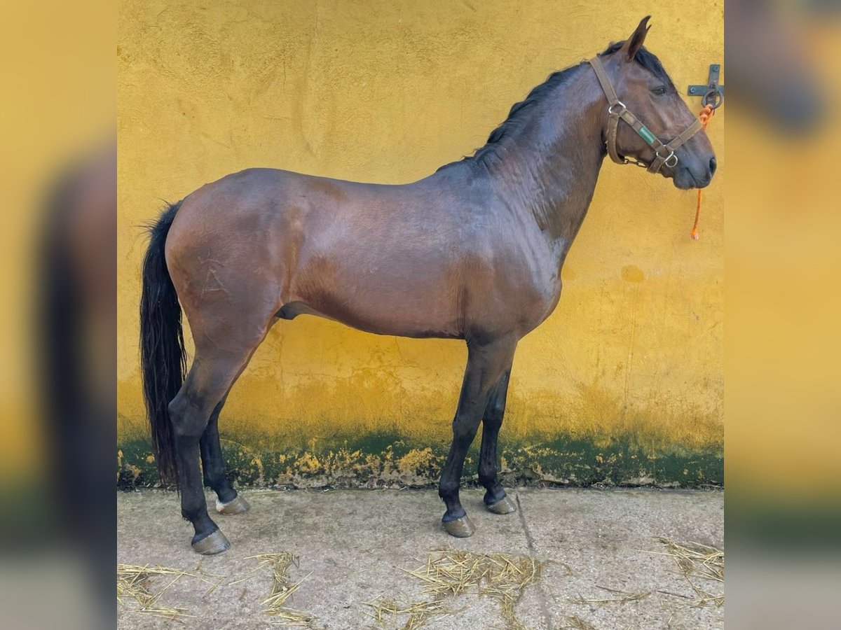 Lusitano Stallion 4 years 15,1 hh Brown in Madrid