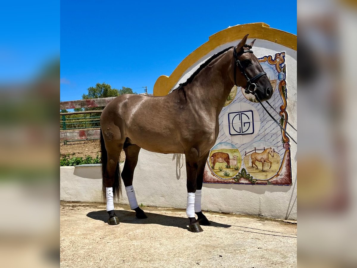 Lusitano Stallion 4 years 15,1 hh Grullo in Lissabon