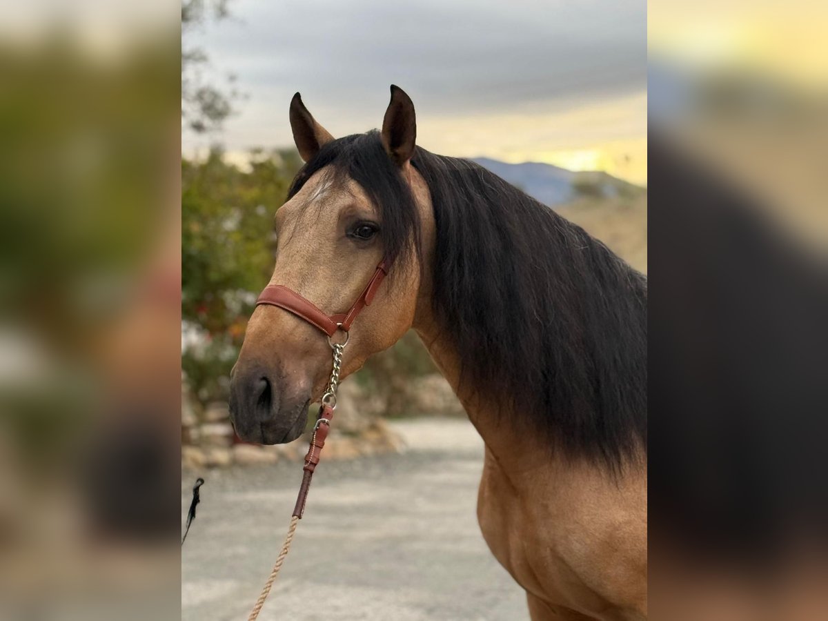 Lusitano Stallion 4 years 15,2 hh Buckskin in Martfeld