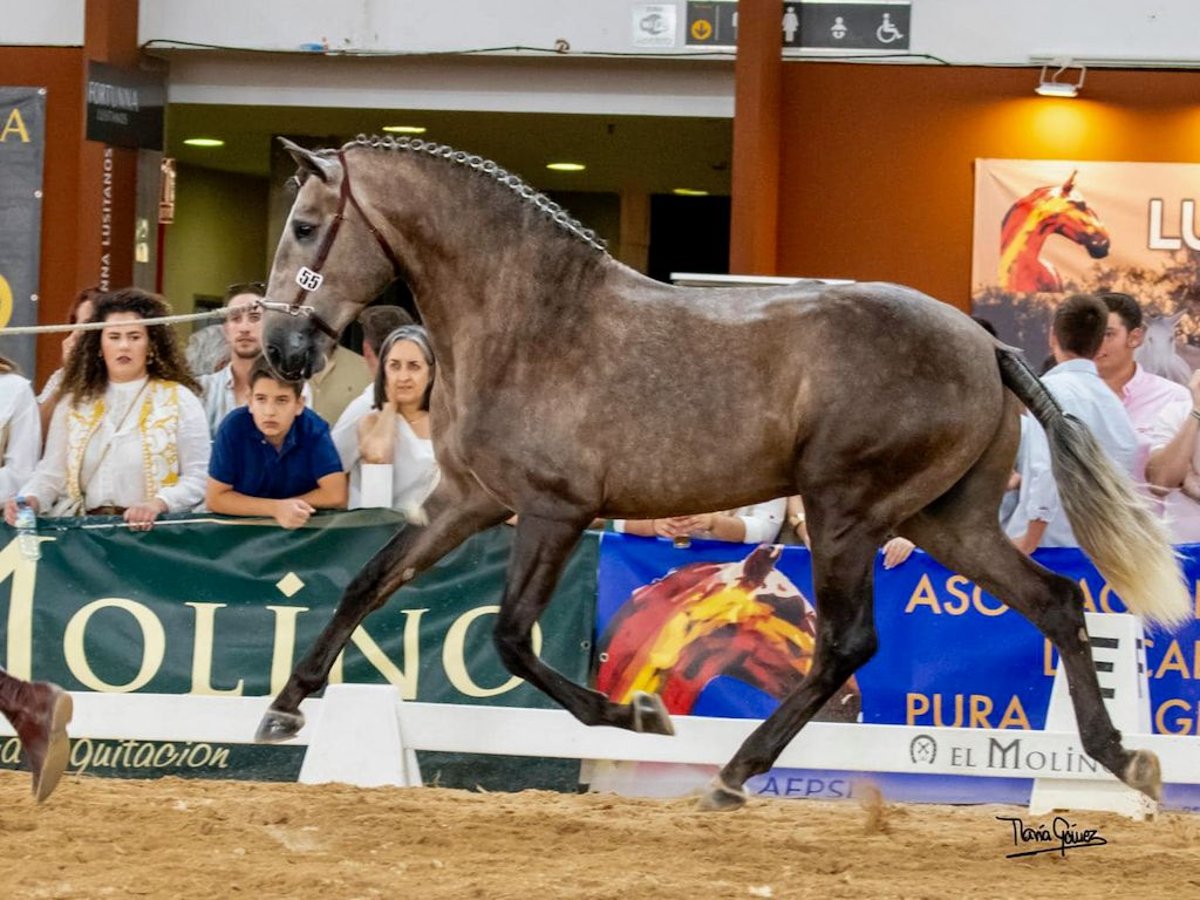 Lusitano Stallion 4 years 15,2 hh Grey in Navas Del Madro&#xF1;o