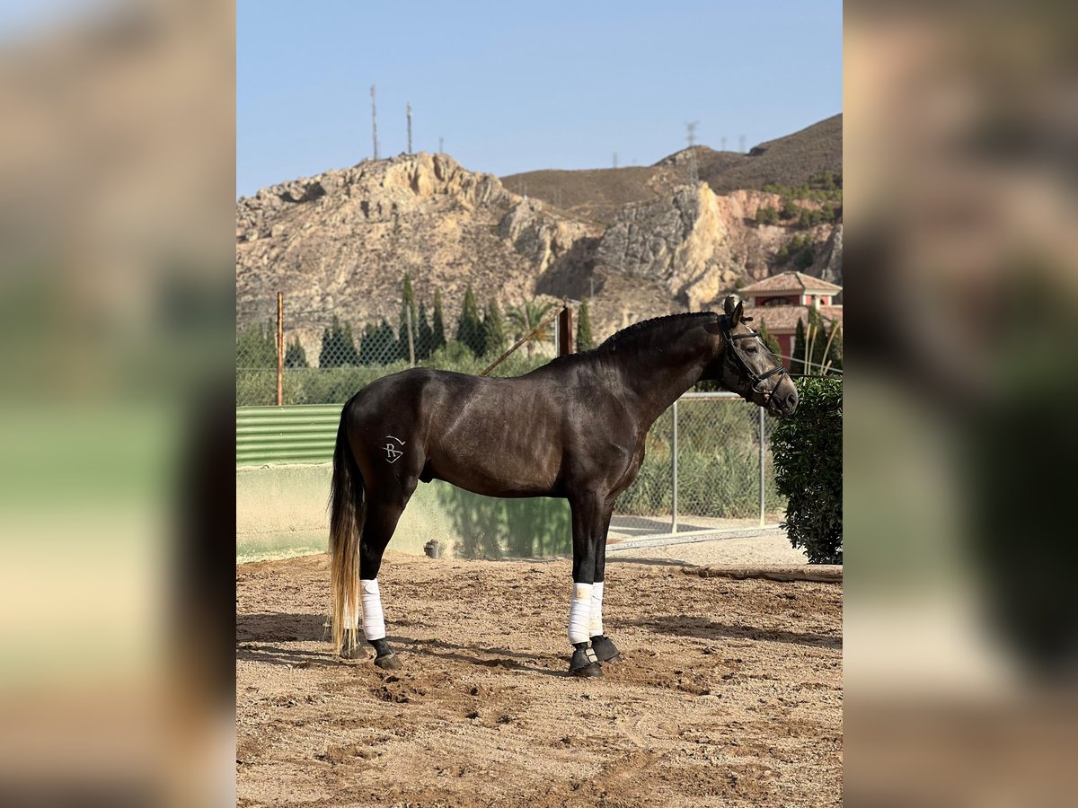 Lusitano Stallion 4 years 16,2 hh Brown in Murcia