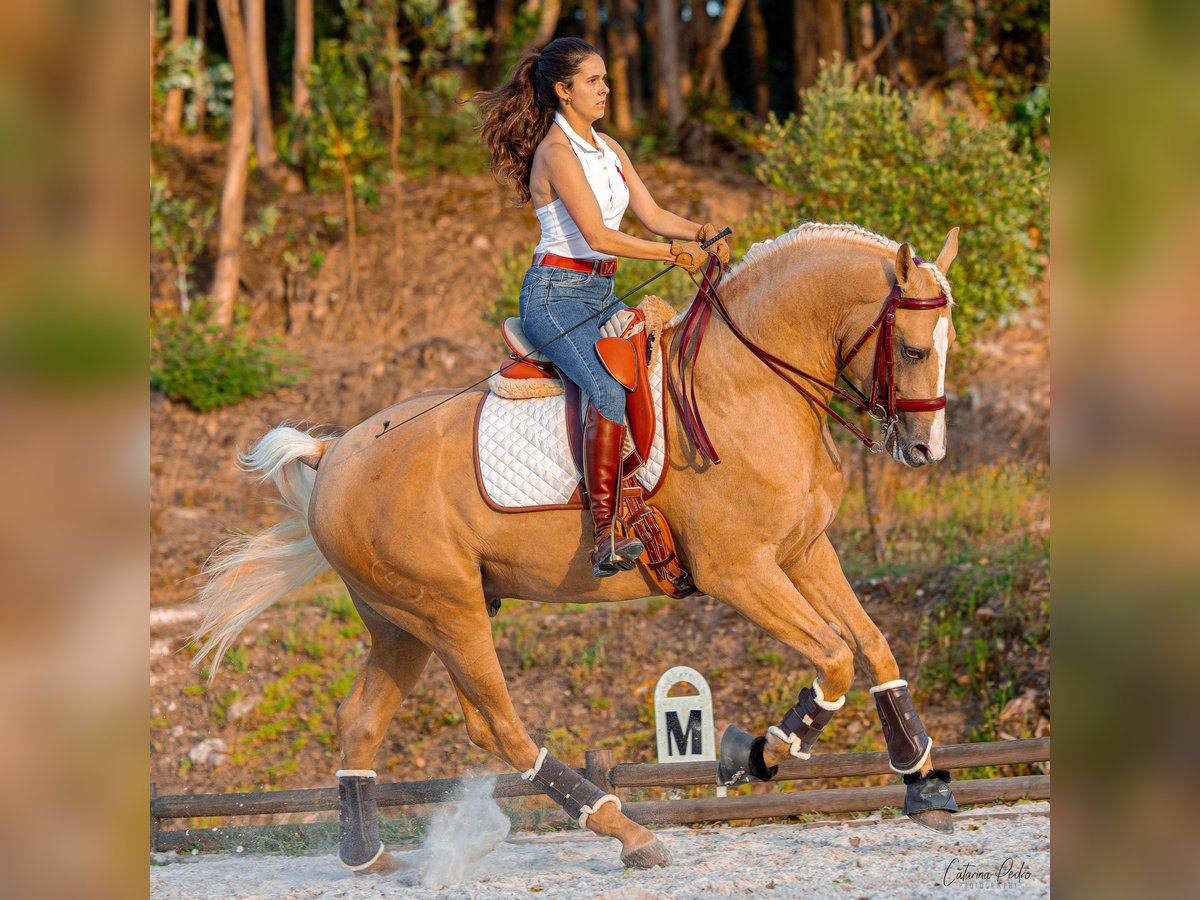 Lusitano Mix Stallion 4 years 16,2 hh Palomino in Sintra