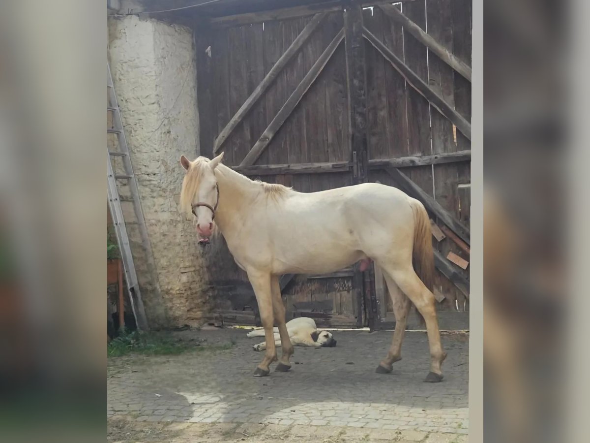 Lusitano Stallion 4 years 16 hh Perlino in OrbisBischheim