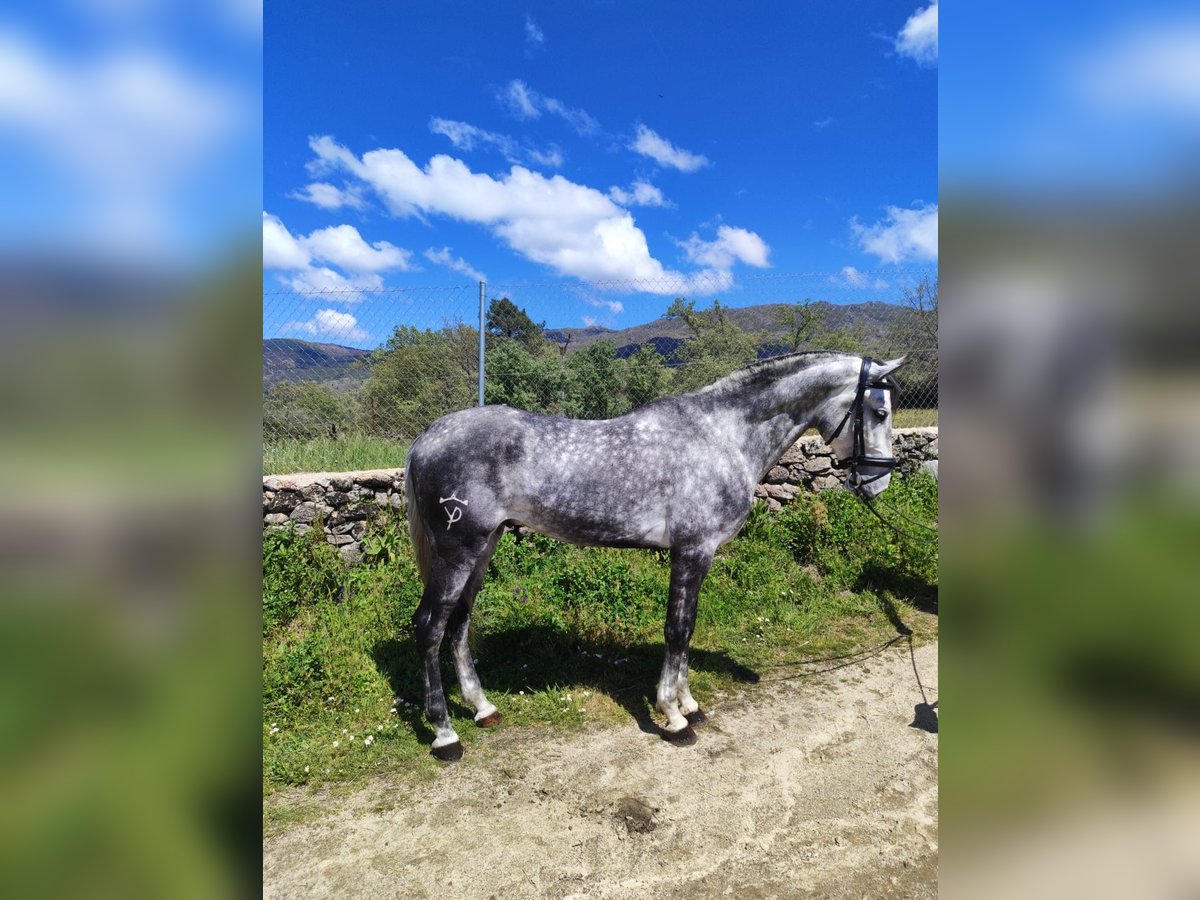 Lusitano Stallion 4 years 16,1 hh Grey in Valdecaballeros
