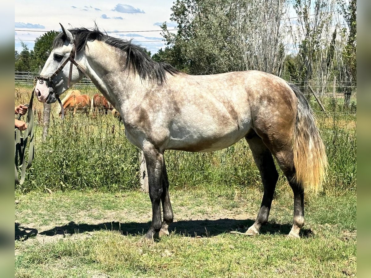 Lusitano Stallion 4 years Gray in Arles