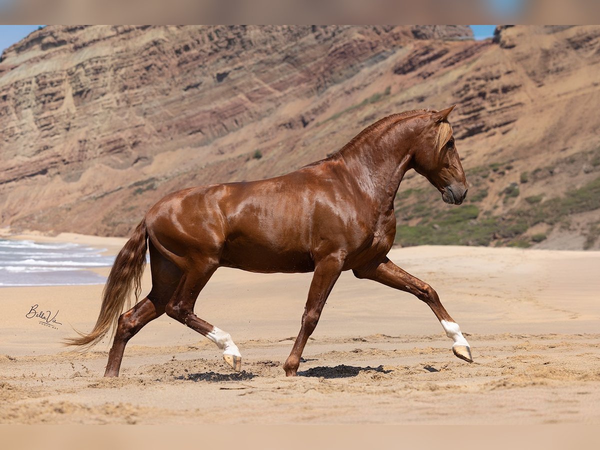 Lusitano Stallion 5 years 15,3 hh Chestnut-Red in Rio Maior