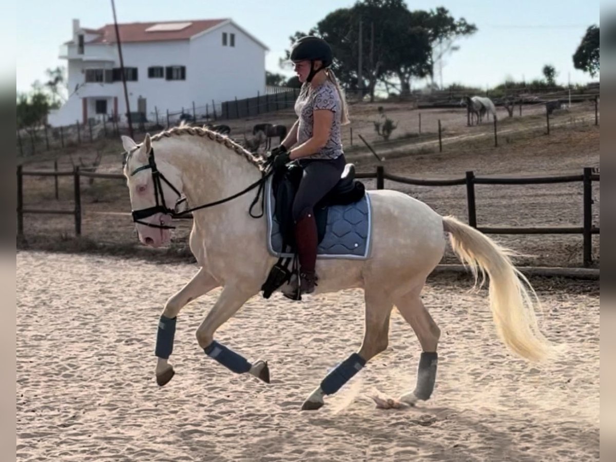Lusitano Stallion 5 years 15,1 hh Cremello in Rio Maior