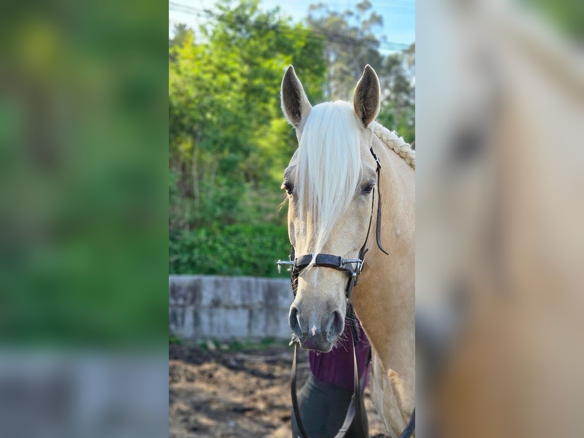 Lusitano Stallion 5 years 15,2 hh Pearl in Caldas De Reis (Casco Urbano)