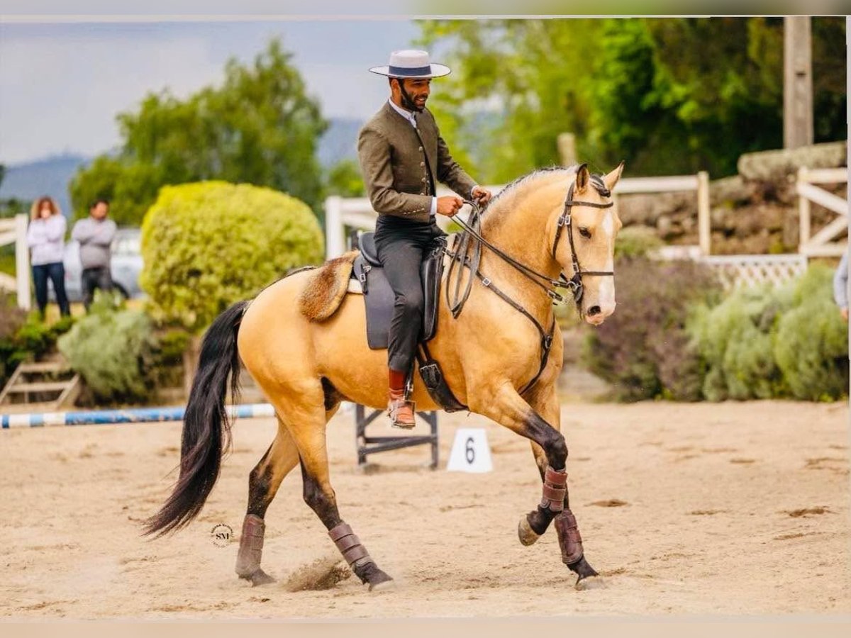 Lusitano Stallion 5 years 15,3 hh Dun in Porto Lusitano Stallion 5 years 15,3 hh Dun in Porto