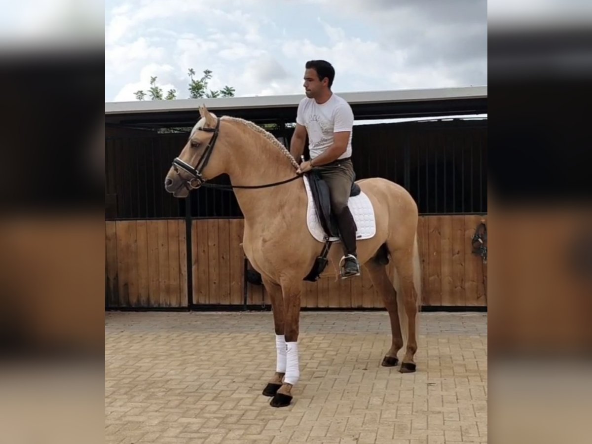 Lusitano Stallion 5 years 15,3 hh Palomino in Neu-Anspach