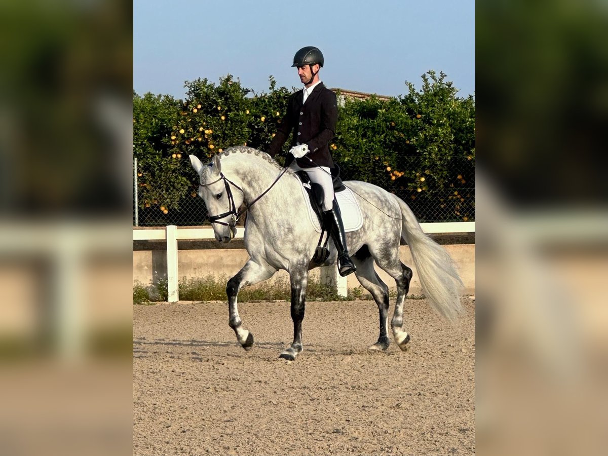 Lusitano Stallion 5 years 16,2 hh Gray-Dapple in Martfeld