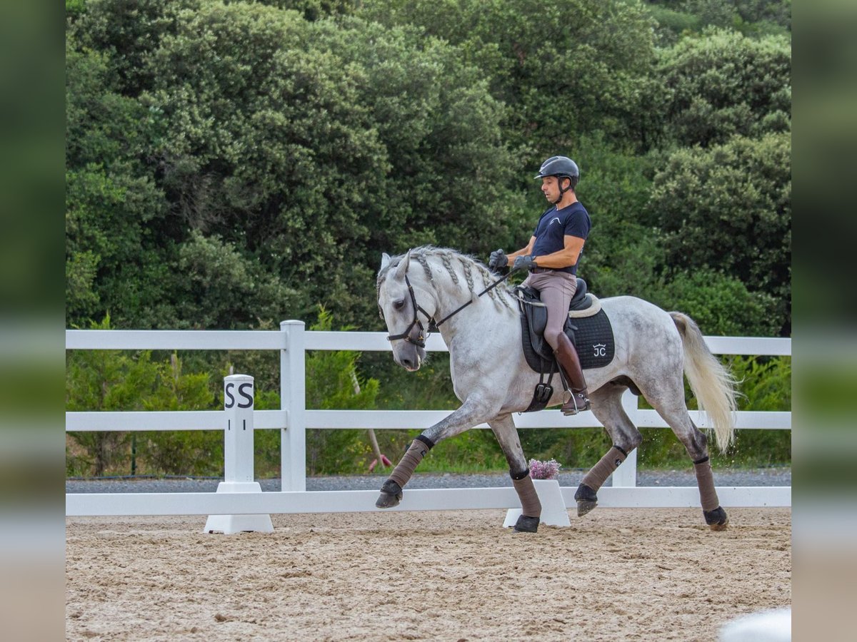 Lusitano Stallion 5 years 16 hh Gray-Dapple in Madrid