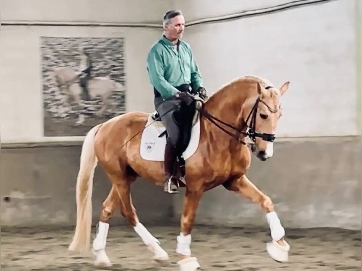 Lusitano Stallion 5 years 16 hh Palomino in Ourém