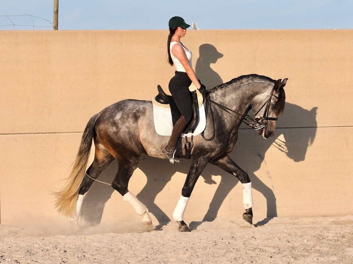 Lusitano Stallion 5 years 16,1 hh Gray in Navas Del Madro&#xF1;o