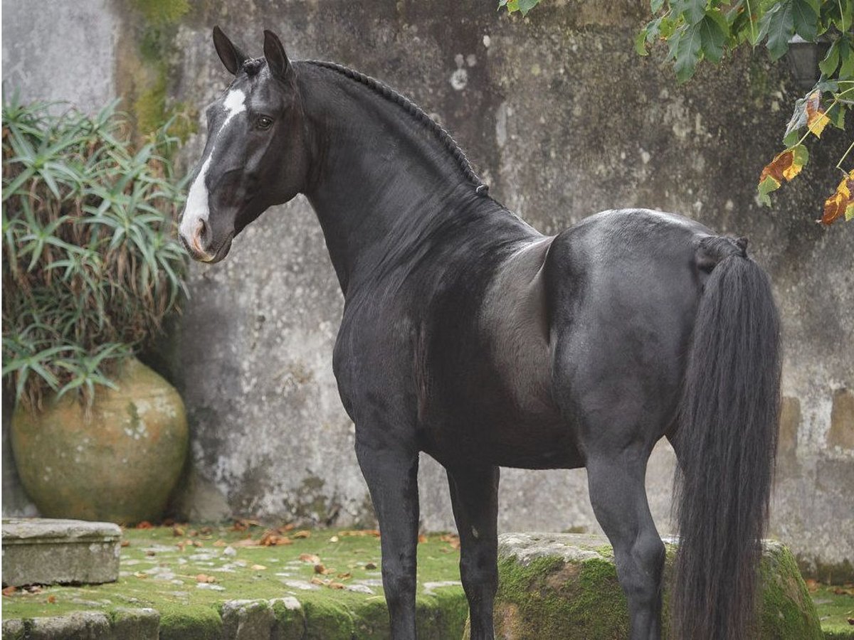 Lusitano Stallion 6 years 15,2 hh Black in NAVAS DEL MADRONO