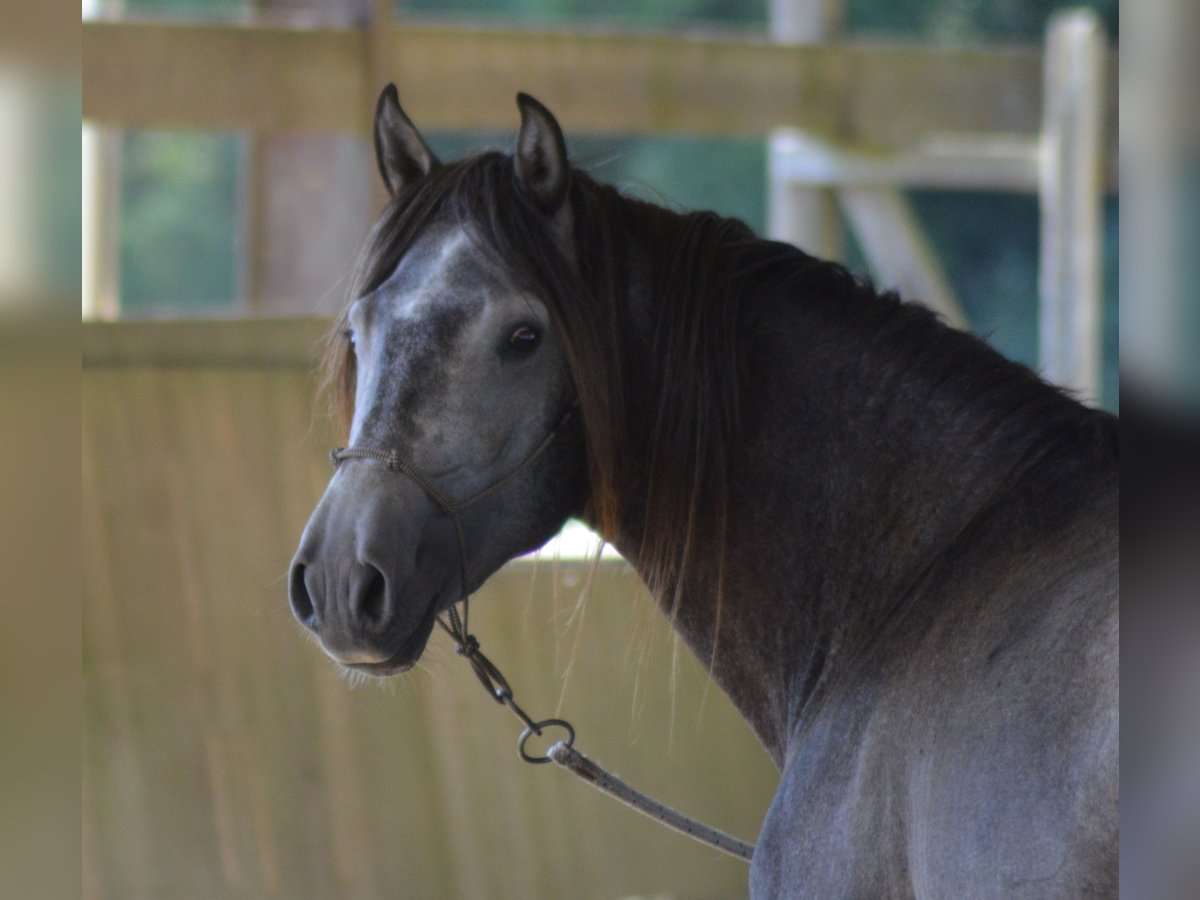 Lusitano Stallion 6 years 15,2 hh Gray in CAPTIEUX