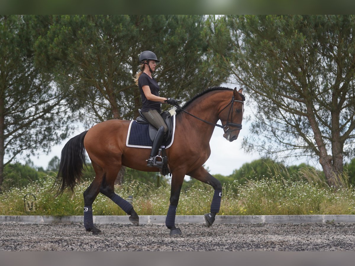 Lusitano Stallion 6 years 17 hh Bay in Agua Derramada